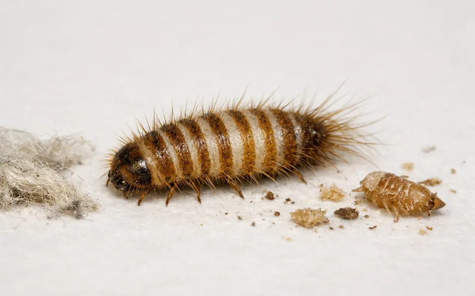 Carpet Beetle Larvae: Shape, Hairs, Damage, and Lookalikes visual support
