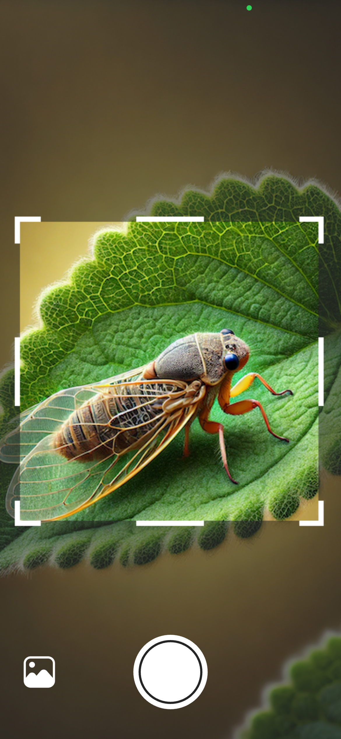Taking a photo of an insect